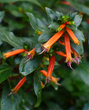 David Verity Cigar Plant, Cuphea x 'David Verity', copyright � almostedenplants.com
